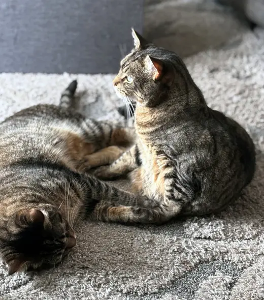 ASLAN & KODY #1962- Offfered by Owner -Bonded Boys