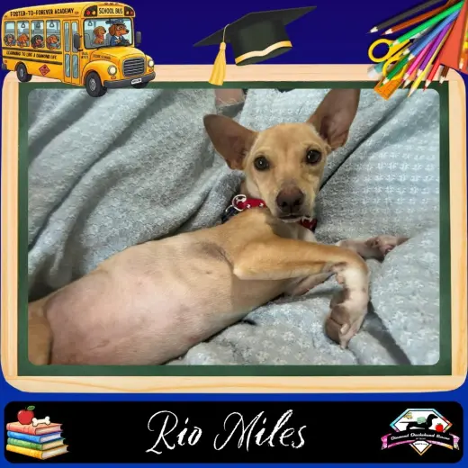 Rio Miles