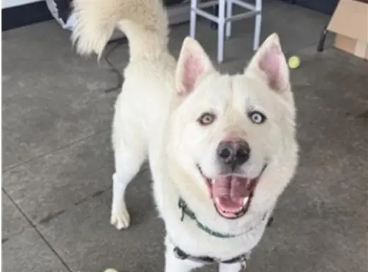 CODY