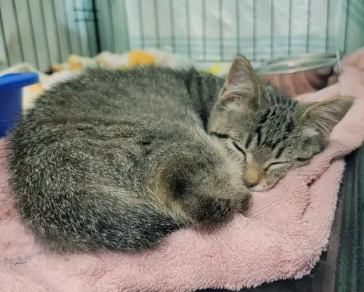 Pawtriot