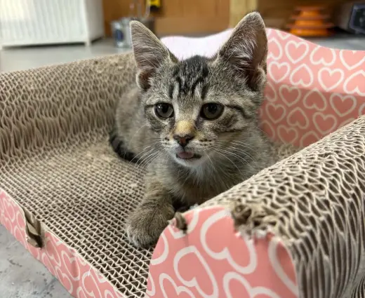 Gus (foster cat)