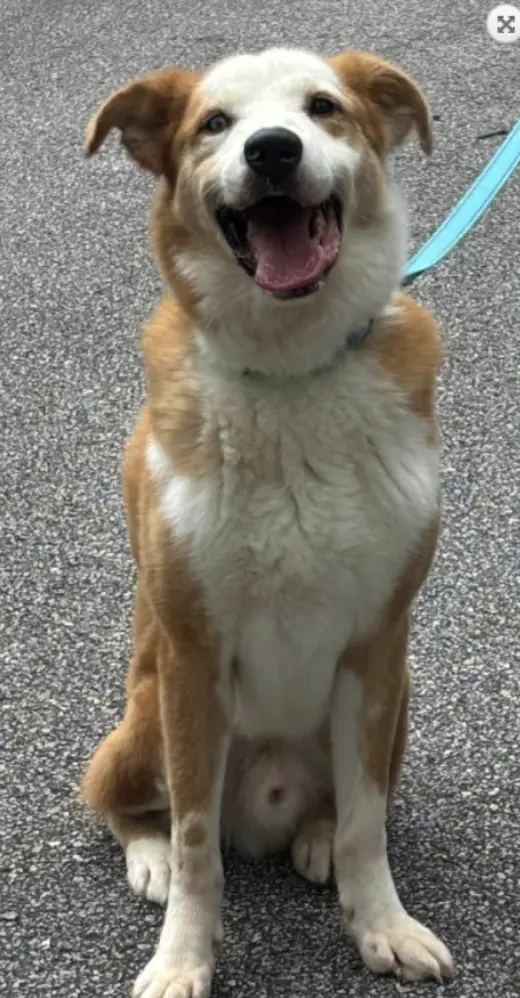 Regon. Urgently Needs Foster or Adopter