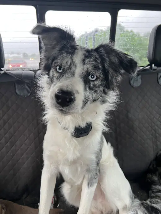 Domino
