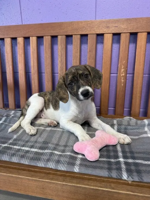 **PENNY**