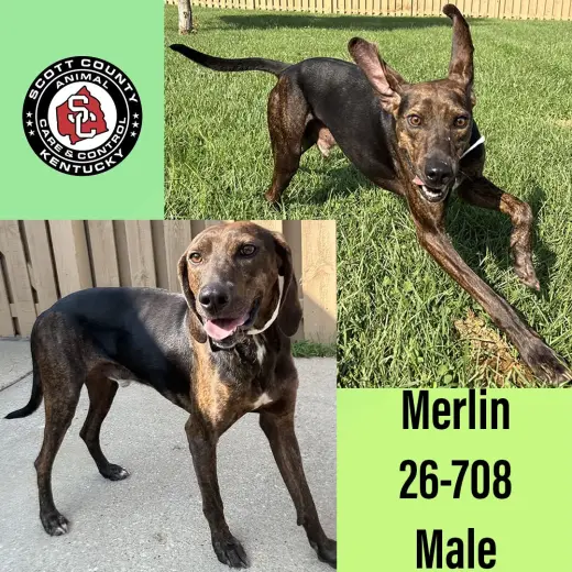 Merlin
