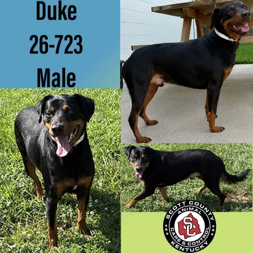 Duke