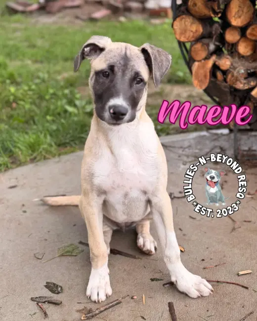 The M Litter; Maeve