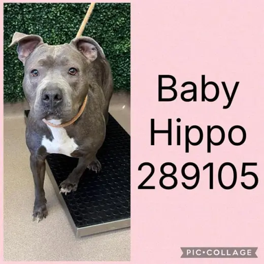 BABY HIPPO