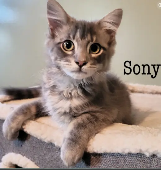 Sony