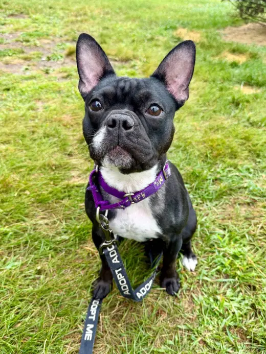 Nala