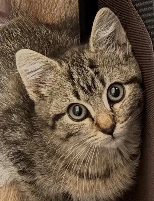 Abigail, Willow Grove Area, (FCID 07/17/2026-161)