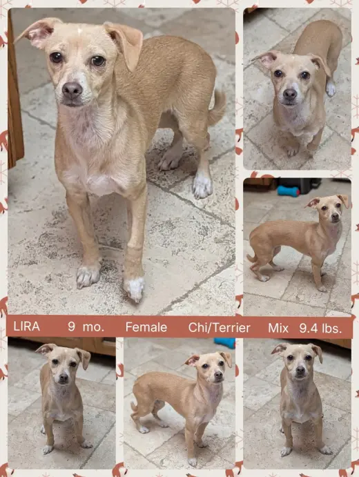 LIRA