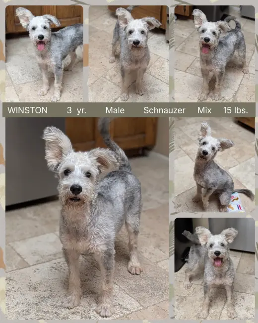 WINSTON