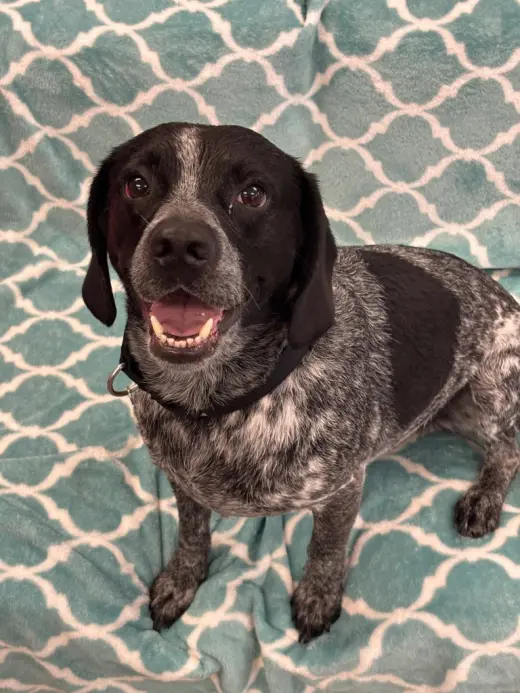 Hershey (Percy)