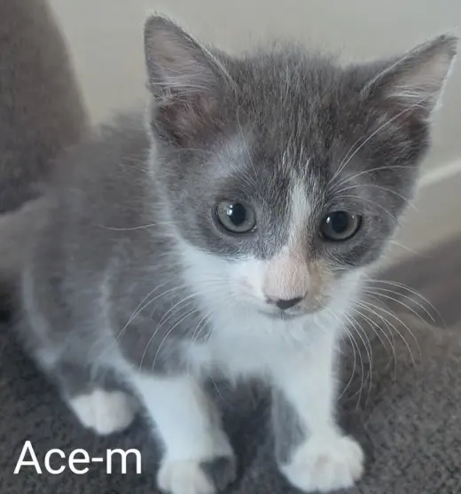 Ace