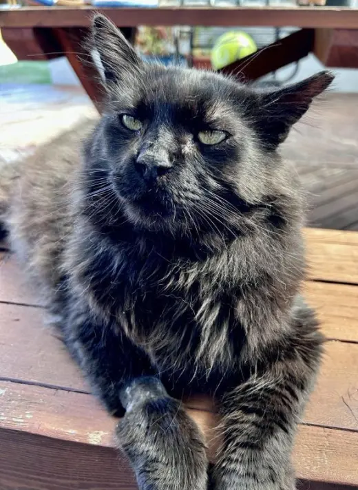 Loki