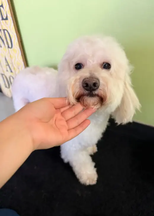Bonbon in TX