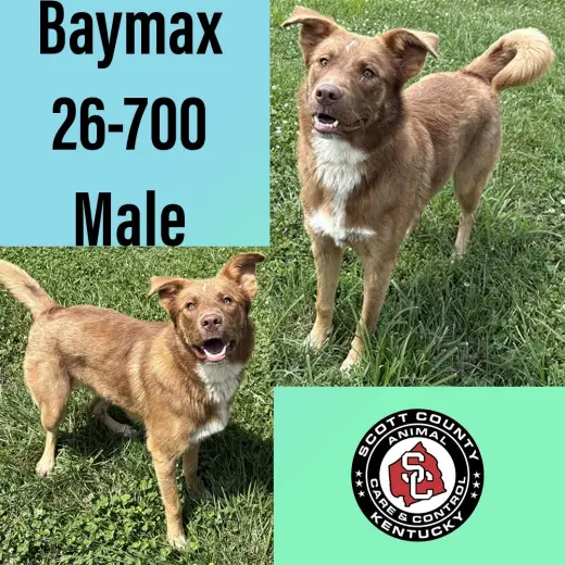 Baymax
