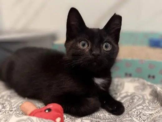 BINX