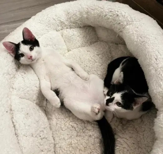 Dexter and DeeDee