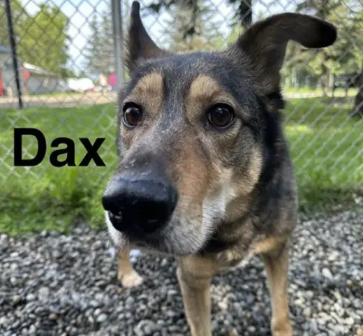 DAX