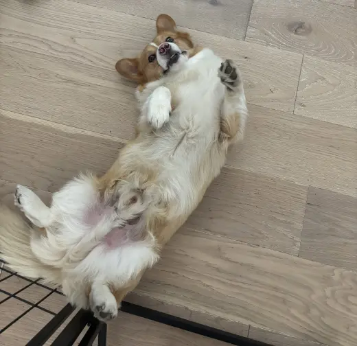 Winston