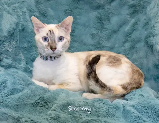Stormy