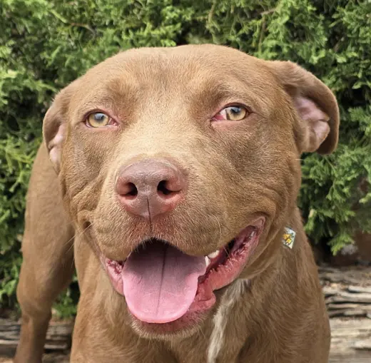 Merry Mr Marco - FUN Easy Pup !