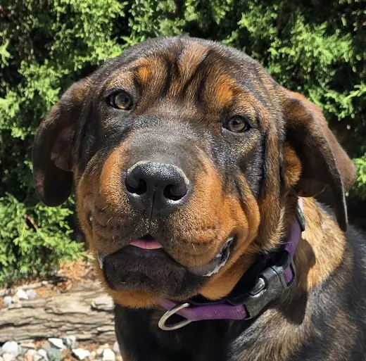 Darling Lil Ms Delores ~ Adorable Rottie Pei Pup