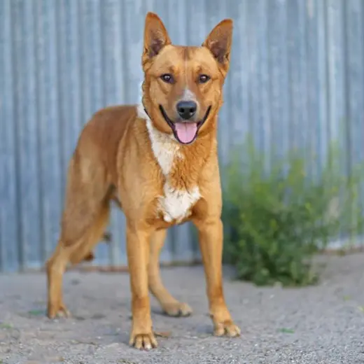 CODA