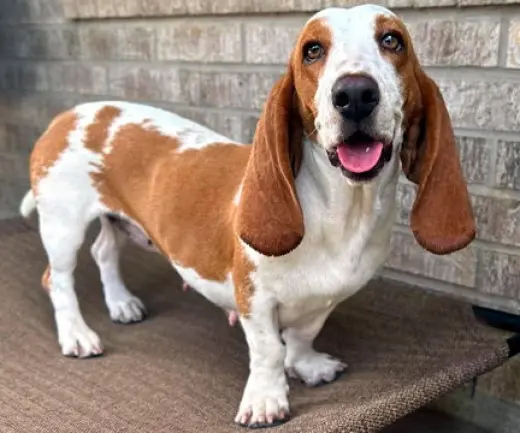 MIMI - ADOPTION PENDING!