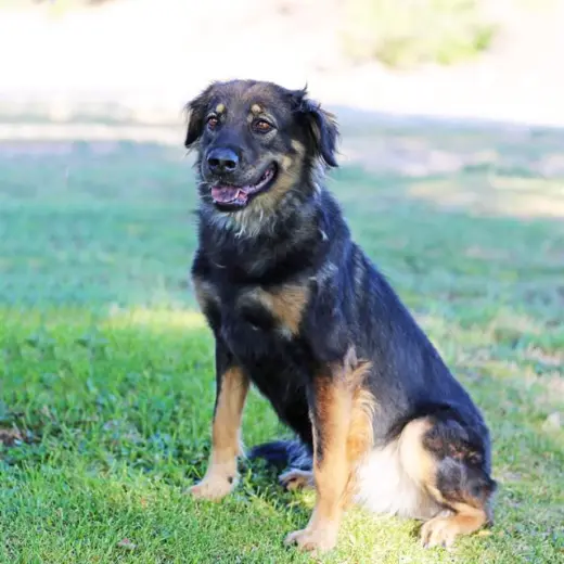 KAYKO