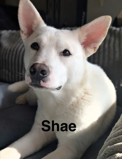 Shae