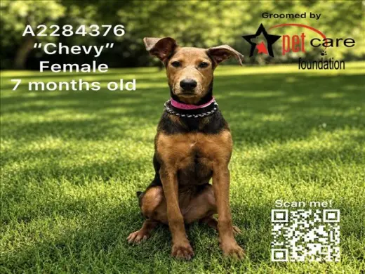 CHEVY