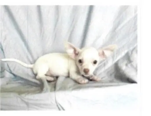 Bonnie - Chi Puppy