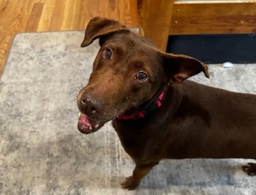 Brownie girl