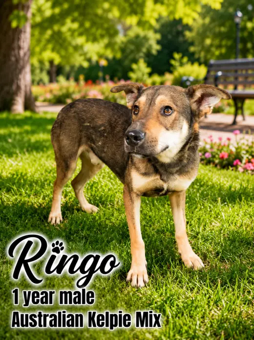 - RINGO - 1 YEAR MALE AUSTRALIAN KELPIE MIX