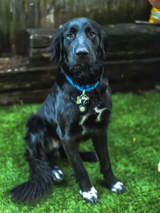 NICK (BUDDY)