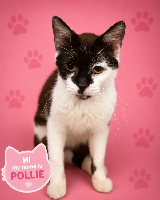 Pollie (FCID# 07/06/2026 - 17 Trainer)