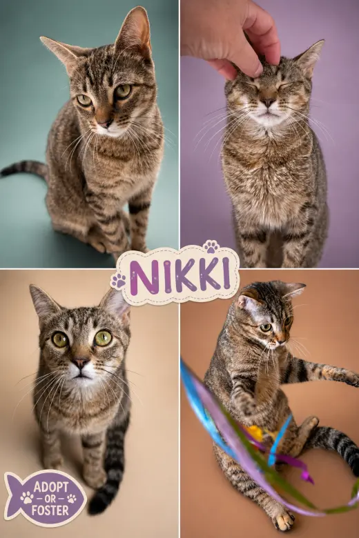 Nikki (FCIDS# 07/06/2026 - 95 Trainer)