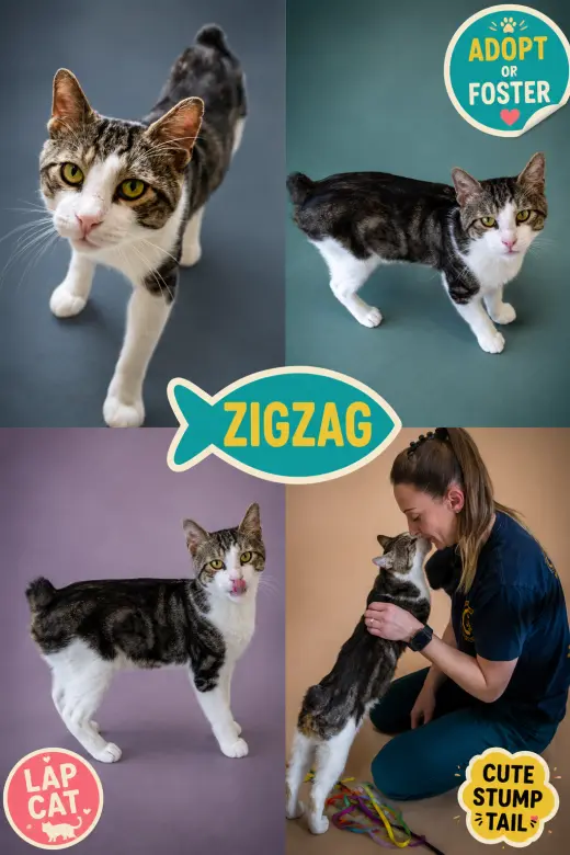 ZigZag (FCID# 07/06/2026 - 53 Trainer)