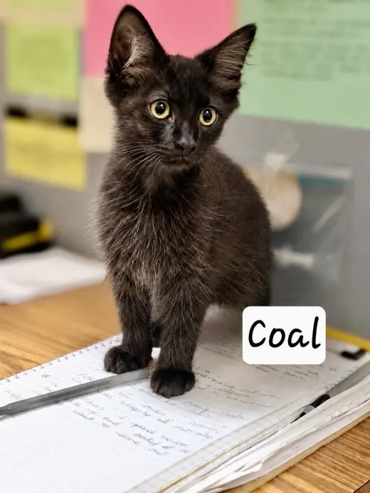Coal:  DLH (FCID# 07/08/2026 - 3) DC