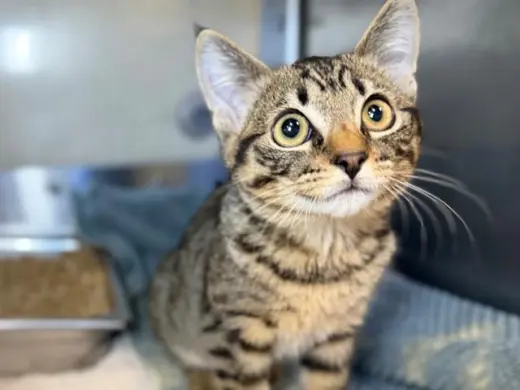 *TUNA