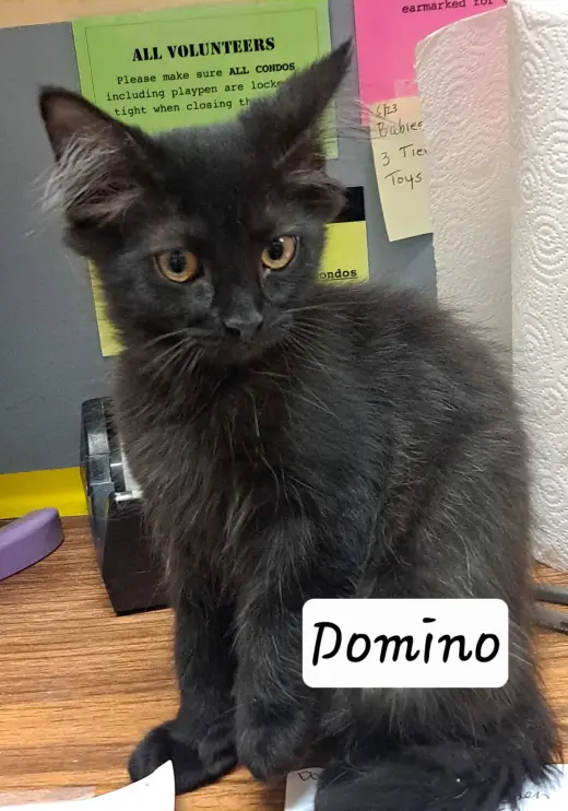 Domino: DLH/DMH (FCID# 07/08/2026 - 1)