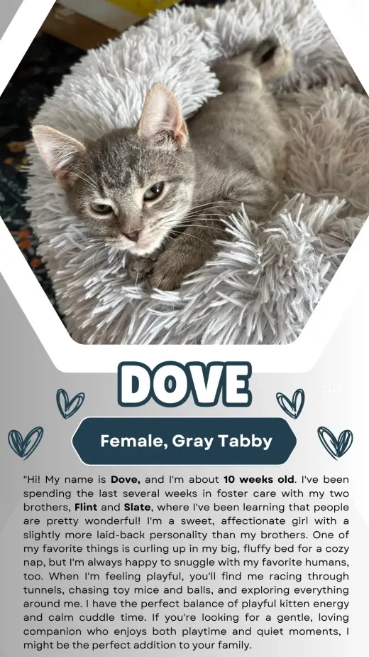 Dove (FCID# 07/15/2026 - 2)