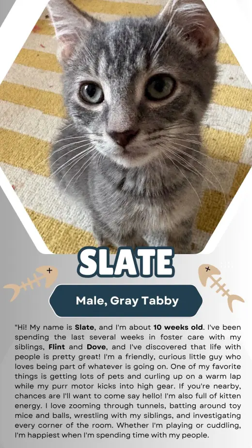 Slate (FCID# 07/15/2026 - 3)