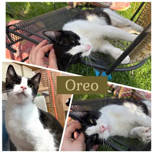 Mamma Oreo