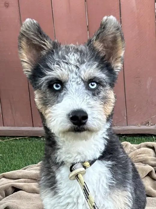 Gabriel