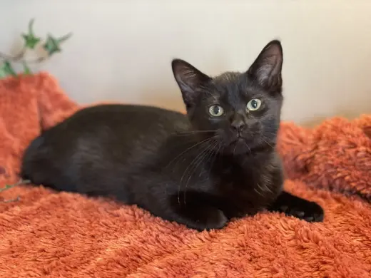 KitKat