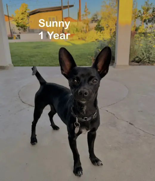 Sunny
